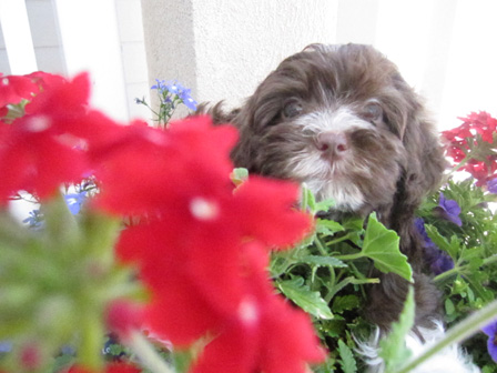 chocolate-havanese-in-utah