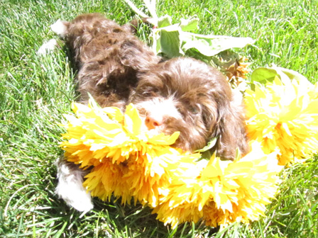 flowers-with-chocolate-havanese-puppy-in-utah