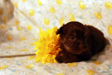 chocolate-havanese-puppies-in-utah