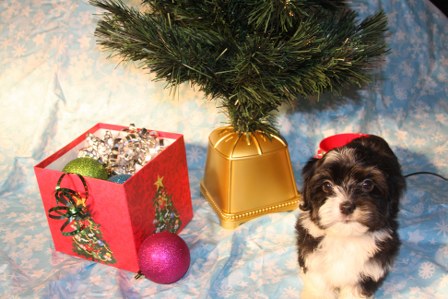 havanese-puppies
