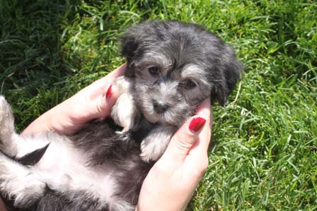 black-and-whtie-female-havanese-puppy-found-home-from-utah-to-arizona-ship-breeder